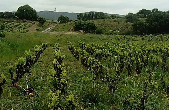 Vineyard Petit Eden resize